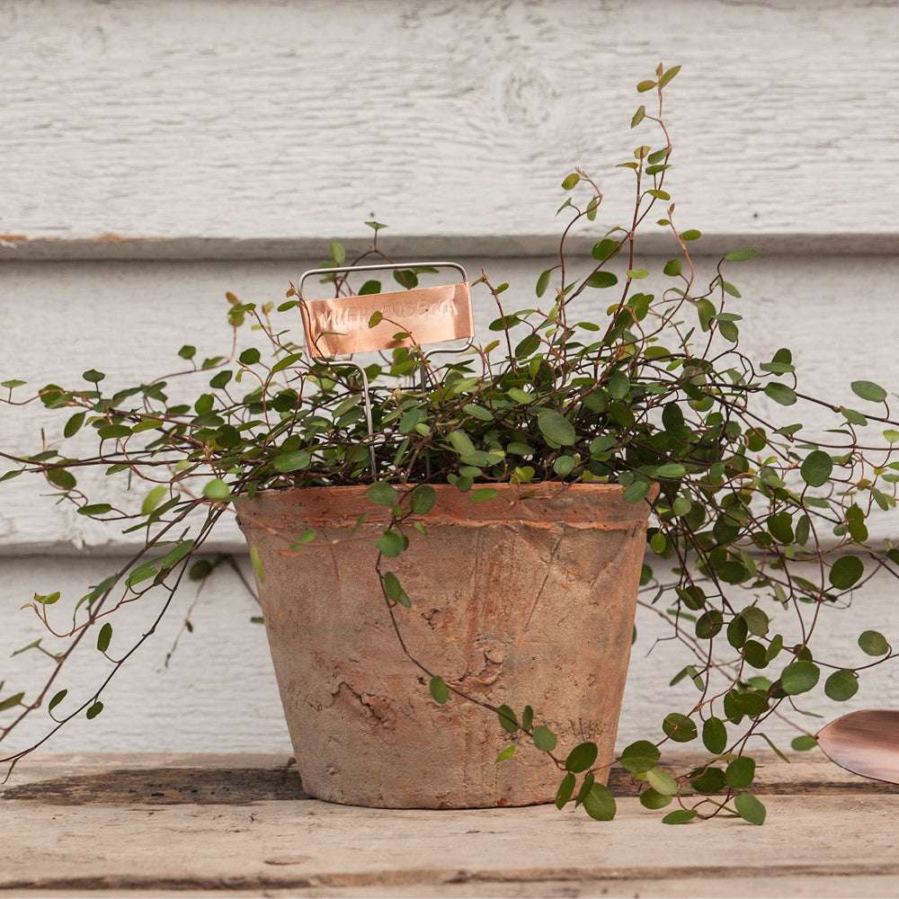Kupfer-Pflanzschild beschriftet in Blumentopf mit Mühlenbeckia