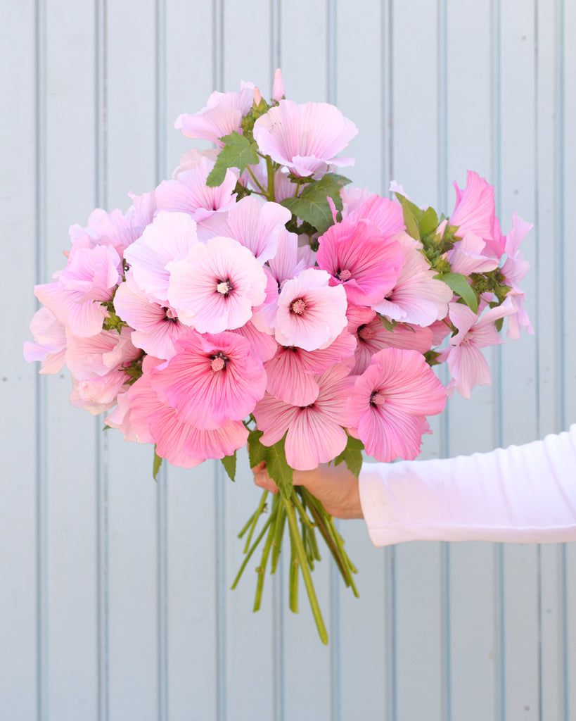 Strauß der Bechermalve Pink Regis gehalten in einer Hand