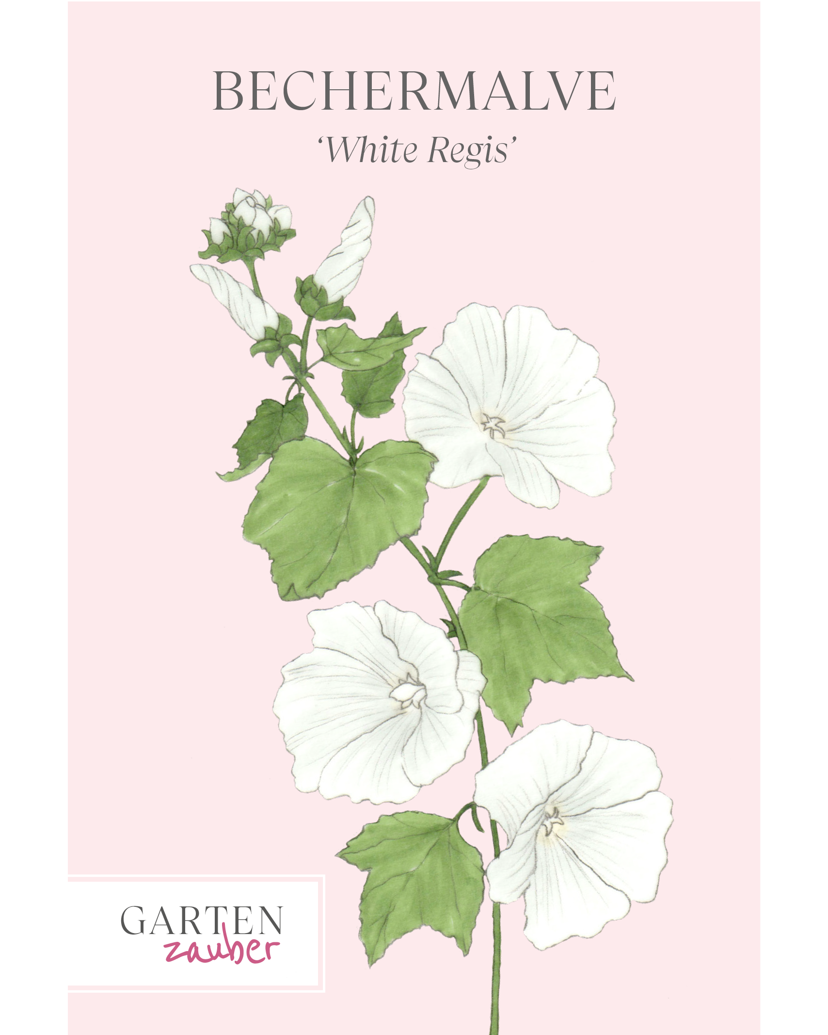 Vorderansicht Saatguttüte White Regis