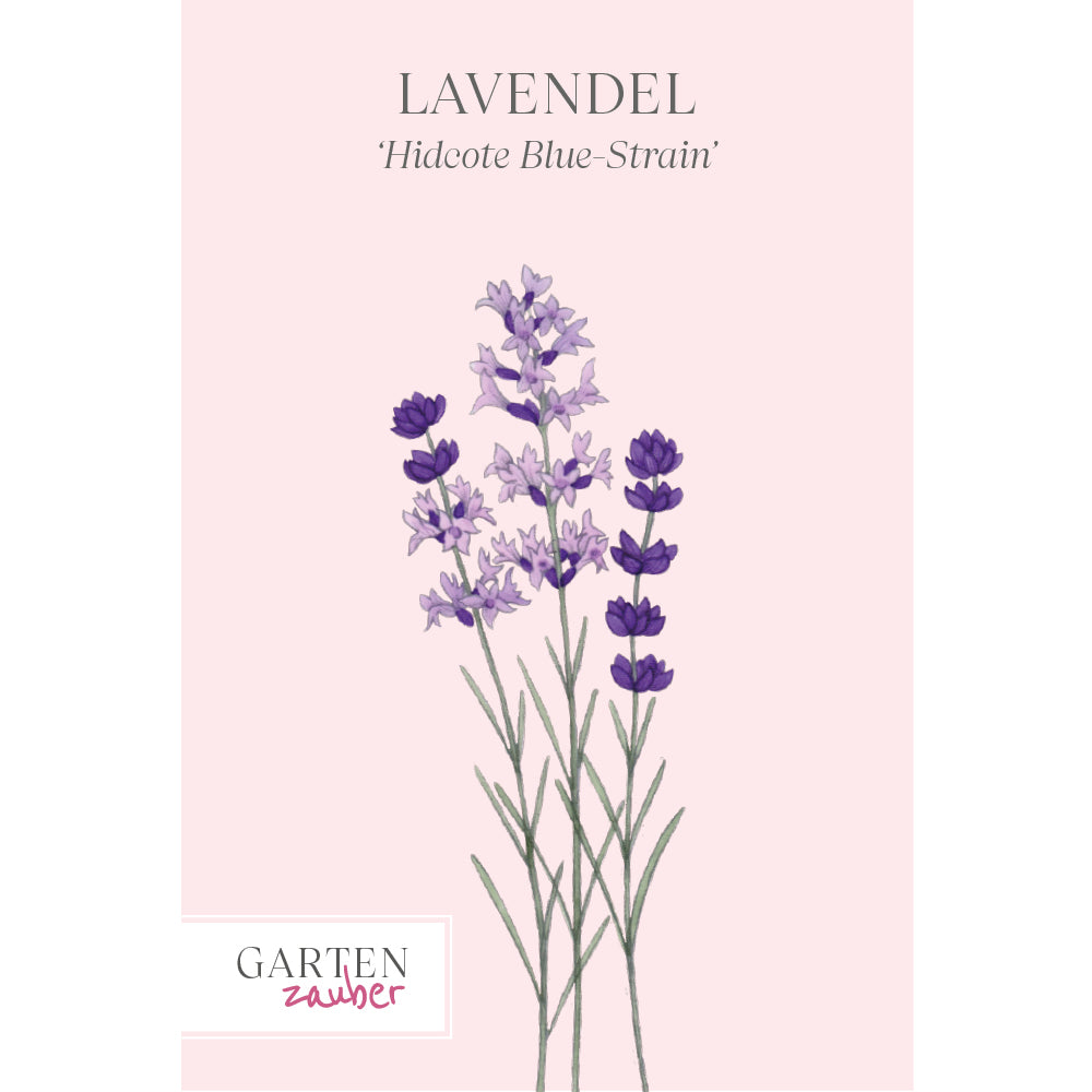 Lavendel Saatgut – Duftende Staude für Garten & Balkon