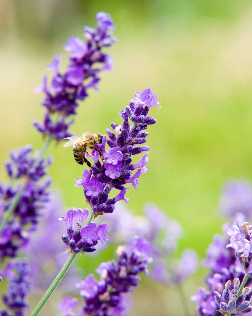 saatgut lavendel Lavendel Saatgut – Duftende Staude für Garten & Balkon