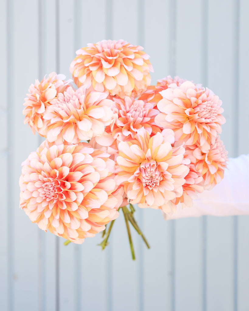 Ein Dahlienstrauß mit Blüten der Sorte Lee's Chloe vor einem hellblauen Hintergrund.