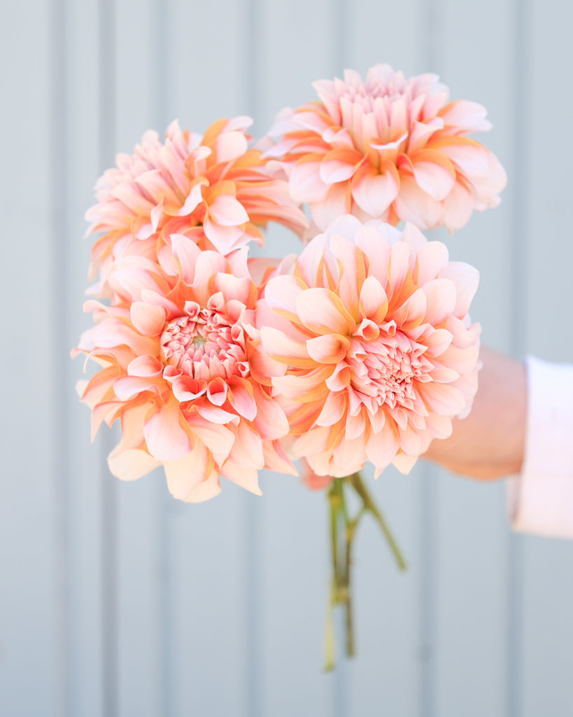 Ein Dahlienstrauß mit Blüten der Sorte Lee's Chloe vor einem hellblauen Hintergrund.