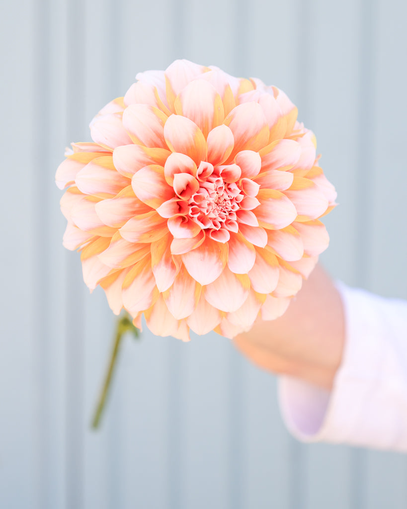 Eine Dahlienblüte der Sorte Lee's Chloe vor einem hellblauen Hintergrund.