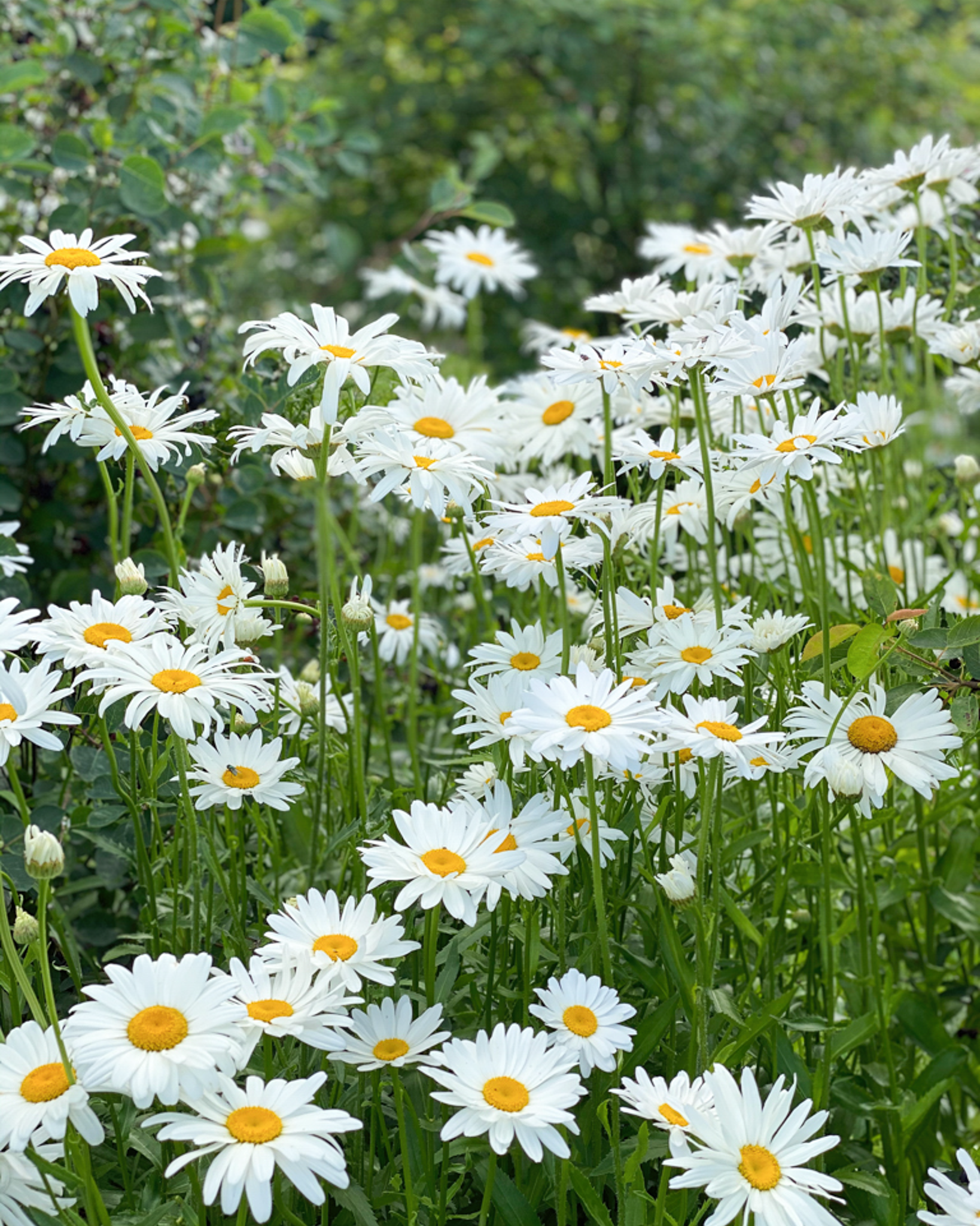 Mehrere Blüten der Garten-Magerite (Leucanthemum maximum ‘Alaska’) blühend im Gartenbeet in strahlendem Weiß mit gelber Mitte.