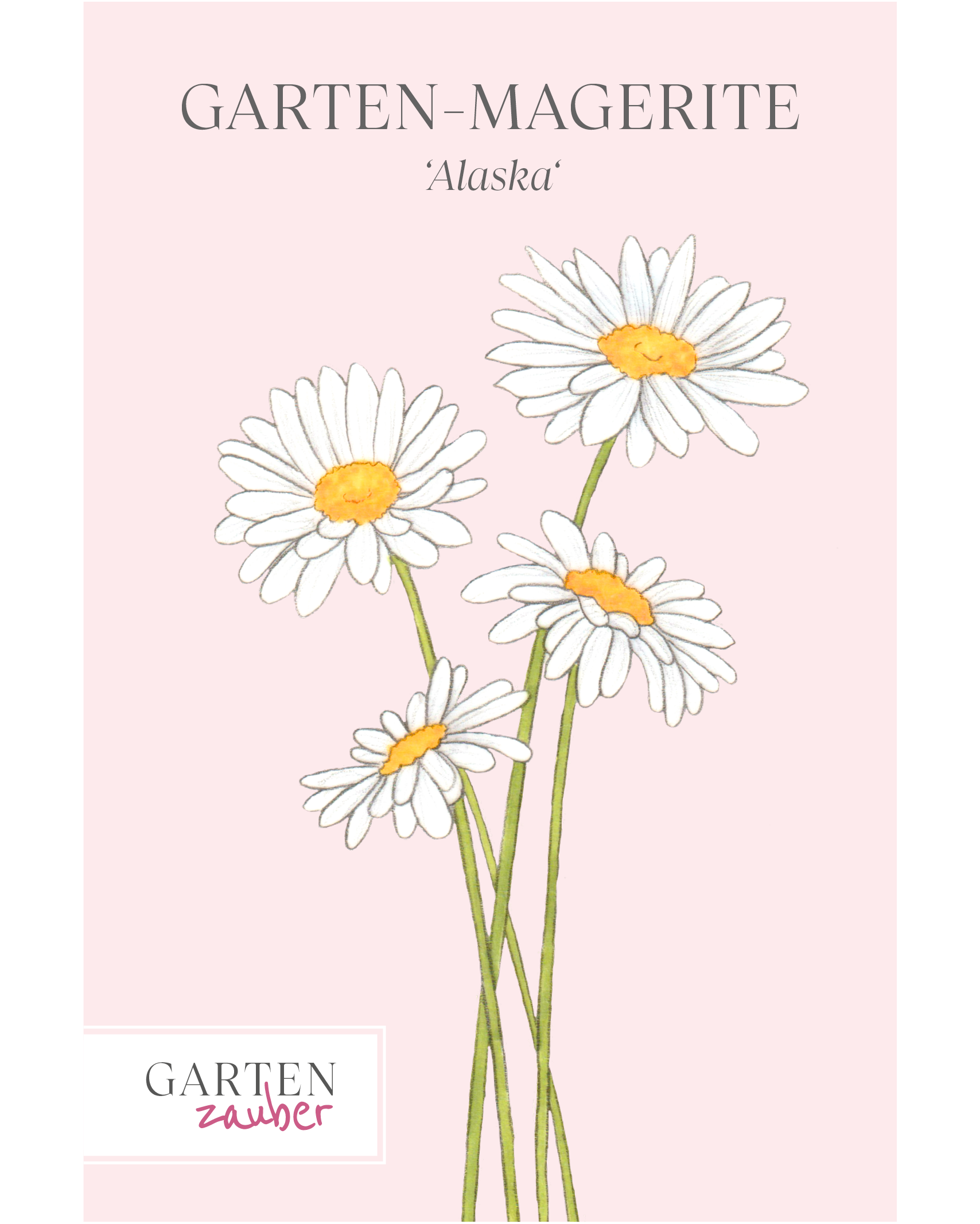 Vorderseite der Saatguttüte Garten-Magerite ‘Alaska’ – Leucanthemum maximum mit handgezeichneter Illustration der strahlend weißen, großen Blüten mit gelber Mitte aus der Gartenzauber-Saatgutserie.