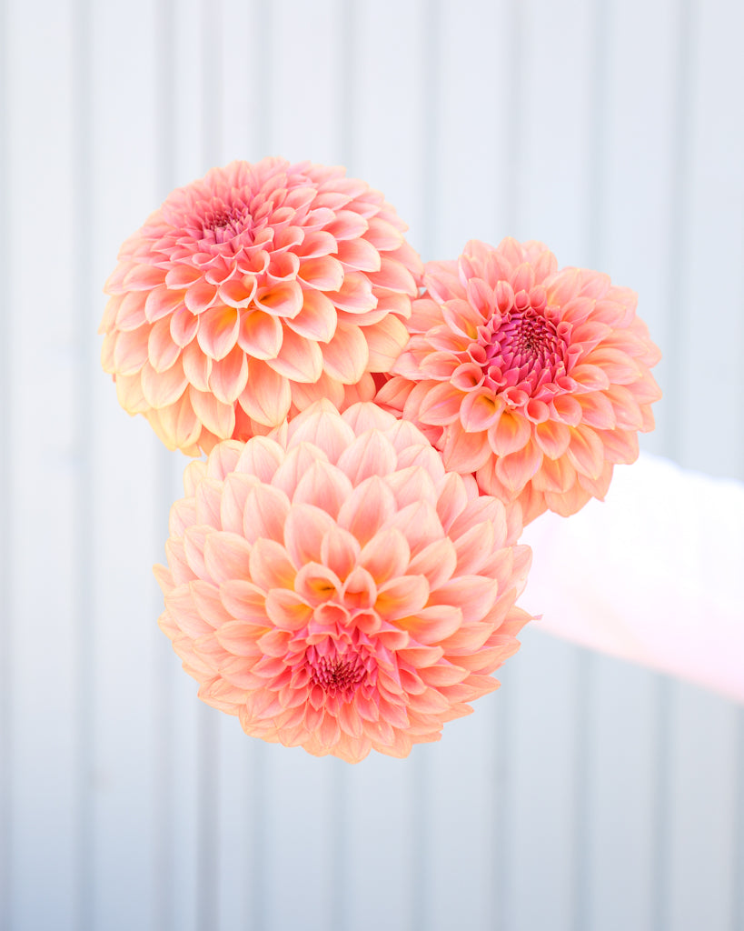 Drei Dahlienblüten der Sorte Levi's Blue Smoke vor einem hellblauen Hintergrund.