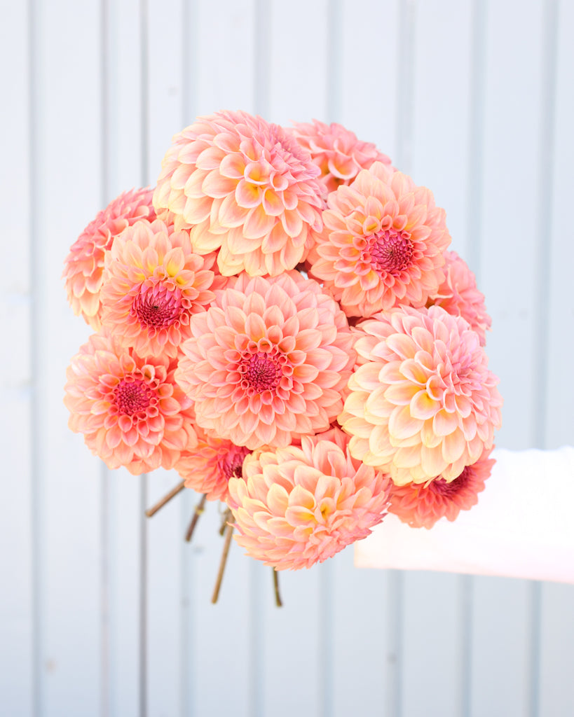 Ein Dahlienstrauß mit Blüten der Sorte Levi's Blue Smoke vor einem hellblauen Hintergrund.