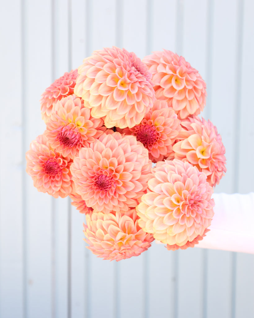 Ein Dahlienstrauß mit Blüten der Sorte Levi's Blue Smoke vor einem hellblauen Hintergrund.