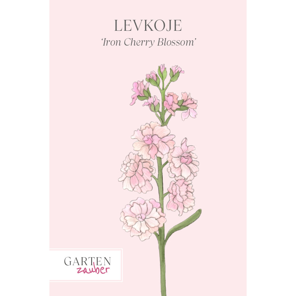 Levkoje 'Iron Cherry Blossom' Saatgut – Duftblume