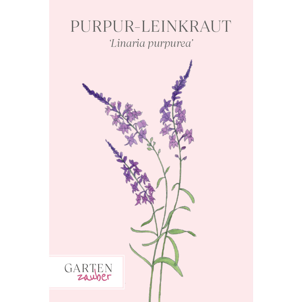 Purpur-Leinkraut Saatgut – Sommerblume