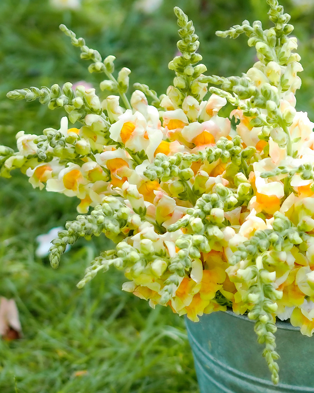 Bluehende Pflanze Loewenmaeulchen Antirrhinum majus F1‘Avignon‘ aus der Gartenzauber-Saatgutserie