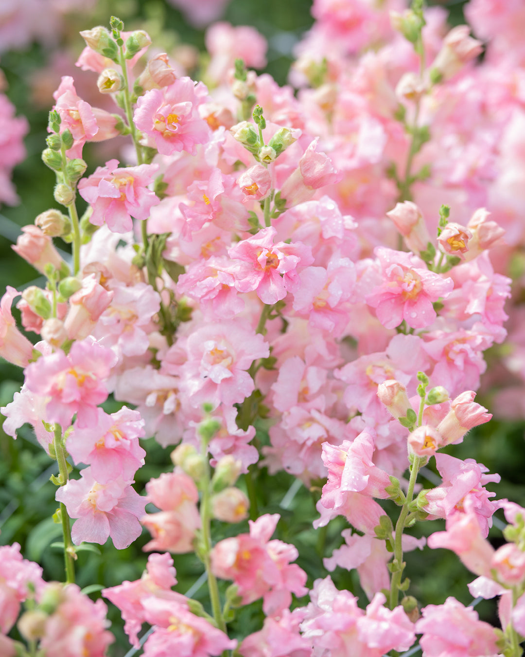 Bluehende Pflanze Loewenmaeulchen - Antirrhinum majus F1 ‘Madame Butterfly Pink‘ aus der Gartenzauber-Saatgutserie
