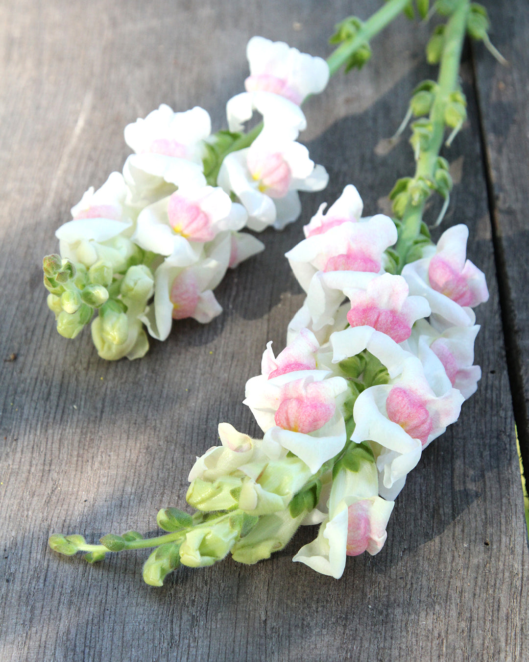 Bluehende Pflanze Loewenmaeulchen - Antirrhinum majus F1 ‘Potomac Appleblossom‘ aus der Gartenzauber-Saatgutserie