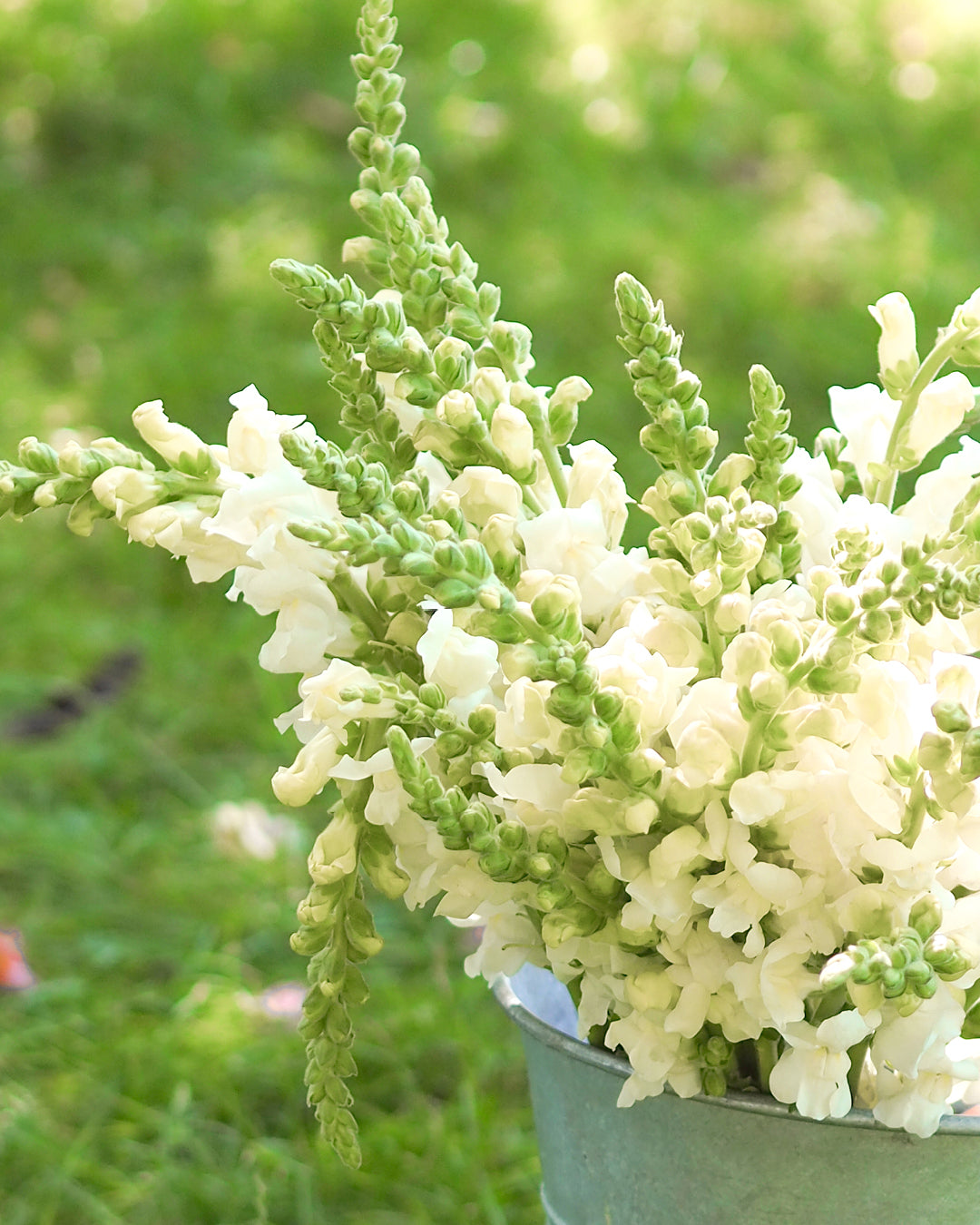 Bluehende Pflanze Loewenmaeulchen - Antirrhinum majus F1 ‘Potomac Ivory White‘ aus der Gartenzauber-Saatgutserie in einem Zinkeimer