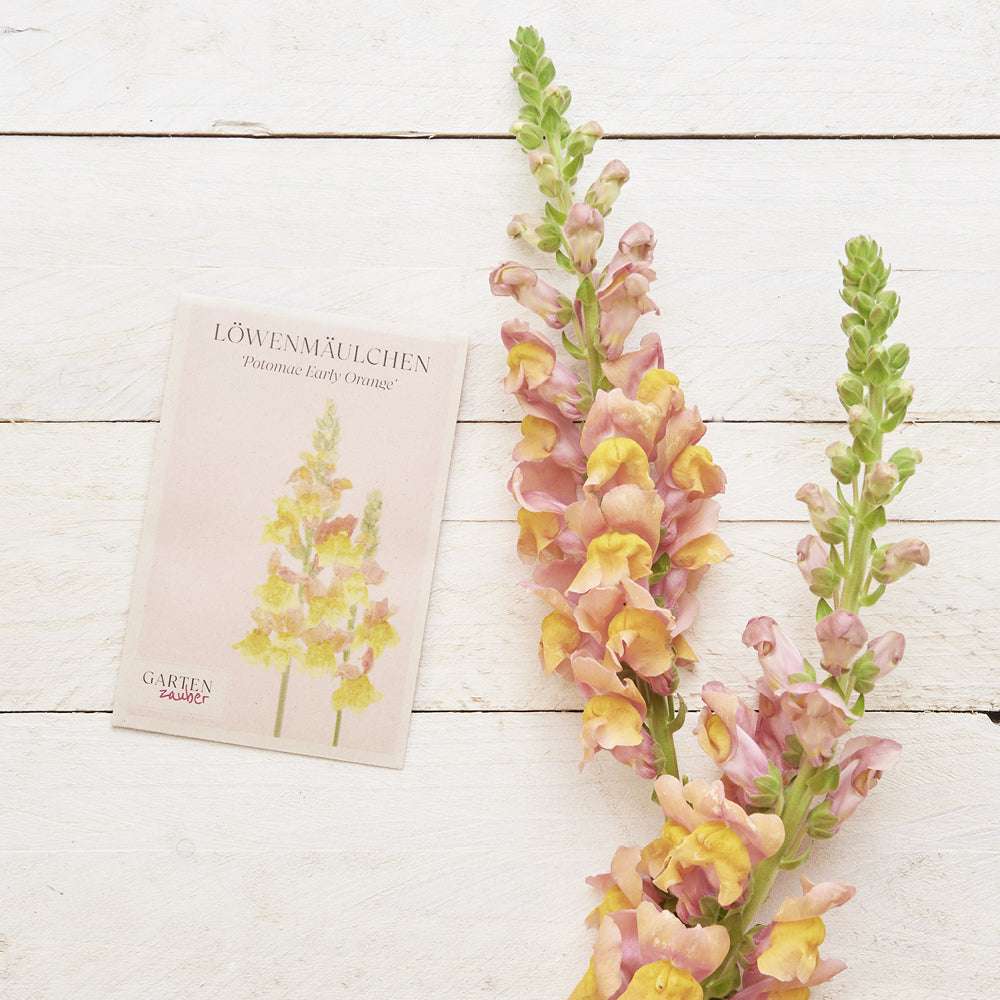 Loewenmaeulchen ‘Potomac F1 Early Orange‘ Antirrhinum majus aus der Gartenzauber-Saatgutserie, dekoriert mit frischen Blumen