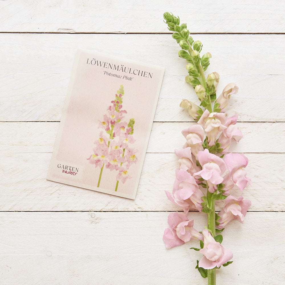 Vorderansicht Saatguttuete Loewenmaeulchen Antirrhinum majus F1 ‘Potomac Pink‘ aus der Gartenzauber-Saatgutserie, dekoriert mit frischen Blumen