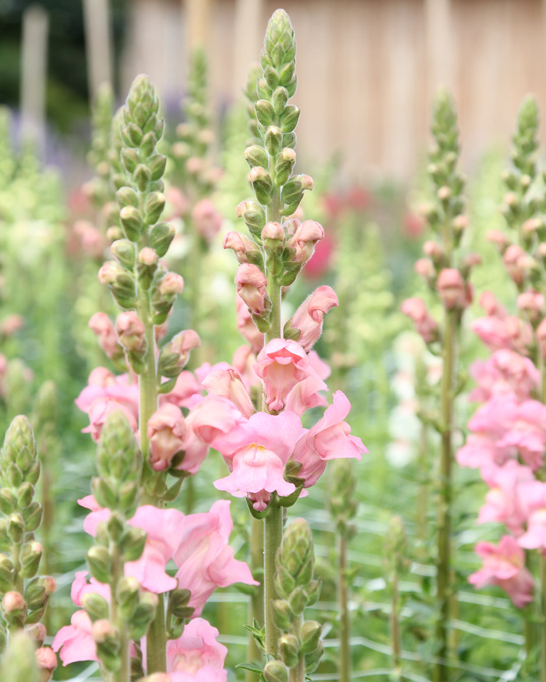 Bluehende Pflanze Loewenmaeulchen Antirrhinum majus F1 ‘Potomac Pink‘ aus der Gartenzauber-Saatgutserie