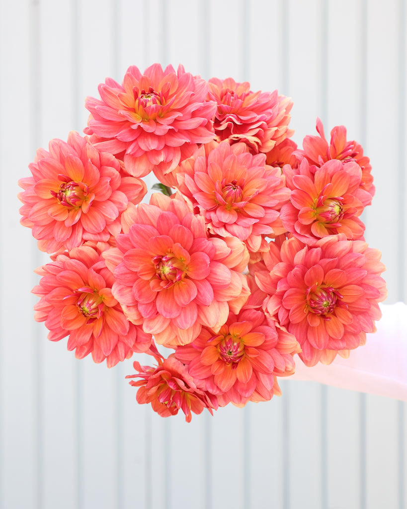 Ein Strauß Dahlien der Sorte Lora Ashley vor einem hellblauen Hintergrund.