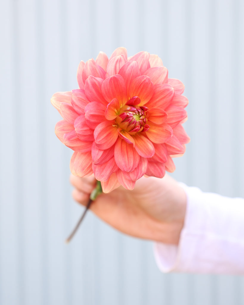 Eine Dahlienbluete der Sorte Lora Ashley vor einem hellblauen Hintergrund.