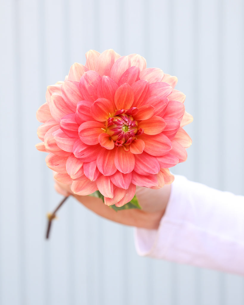 Eine Dahlienbluete der Sorte Lora Ashley vor einem hellblauen Hintergrund.