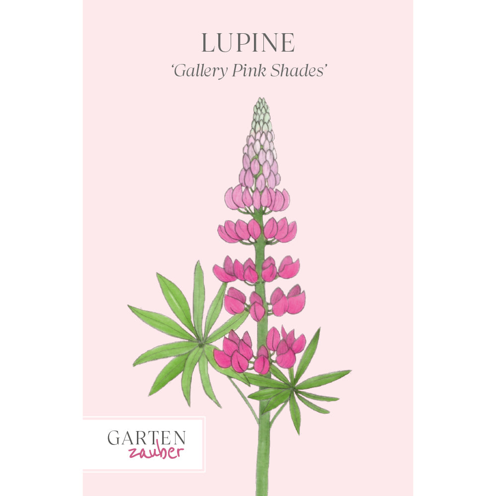 : Vorderansicht Saatguttuete Lupine 'Gallery Pink Shades' Lupinus polyphyllus aus der Gartenzauber-Saatgutserie