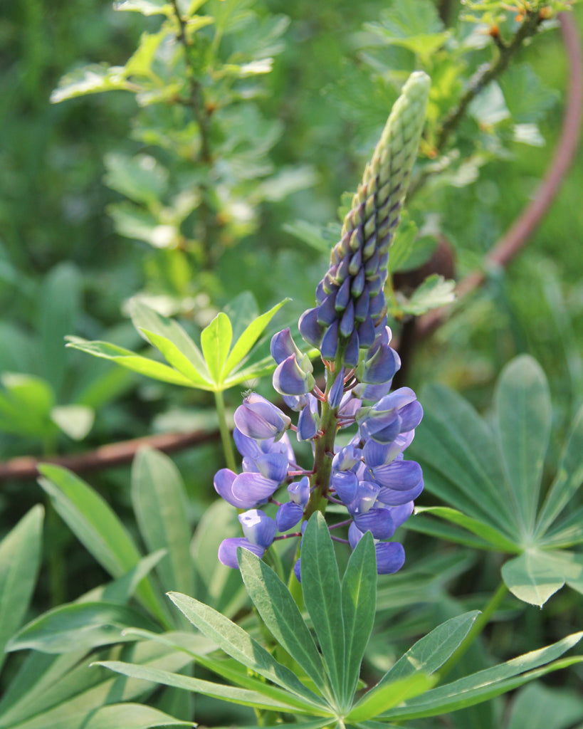 Nahaufnahme einer leuchtend blauen Blütenrispe der Lupine (Lupinus perennis Hybride Russell ‘Gallery Blau’).
