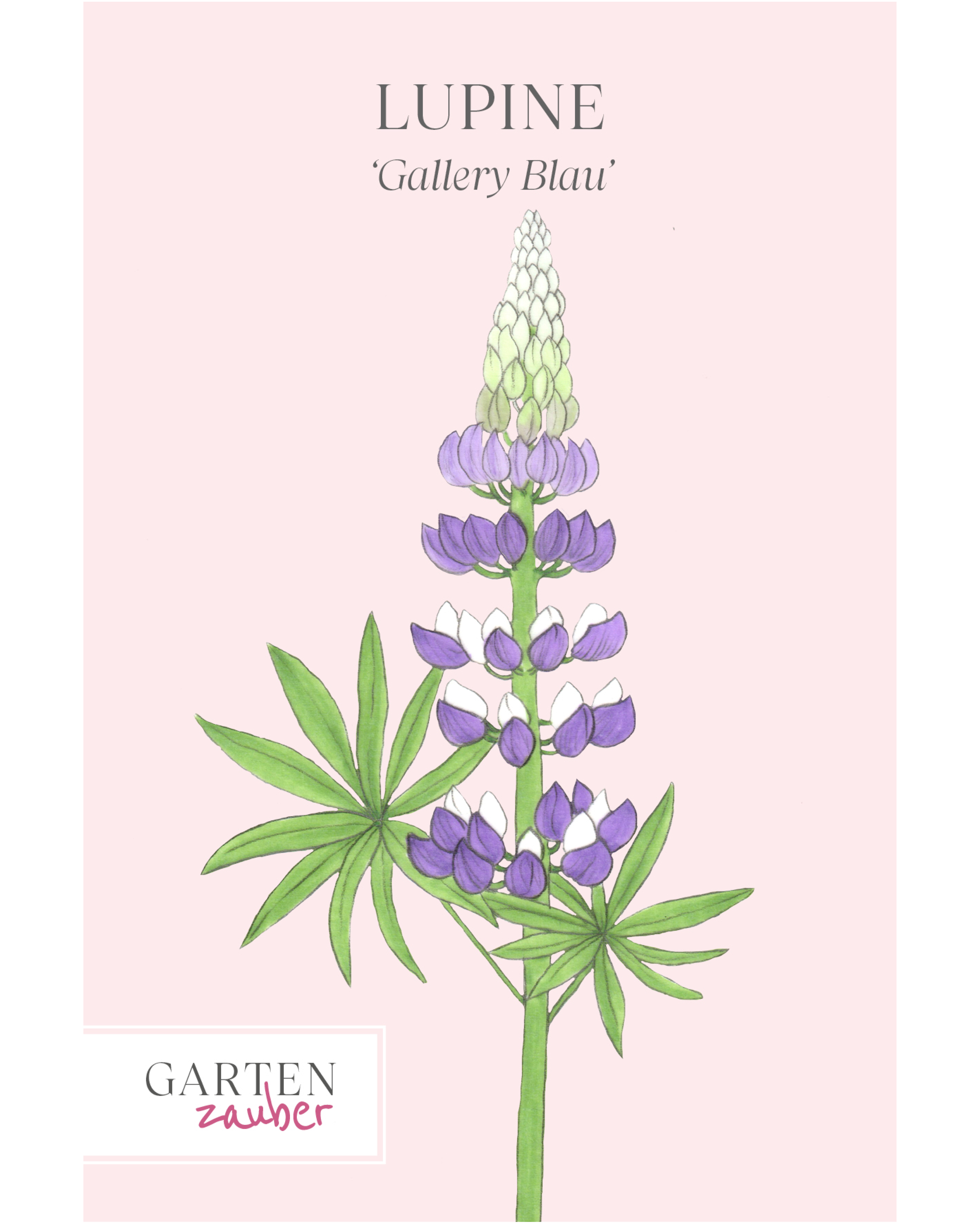 Vorderseite der Saatguttüte Lupine ‘Gallery Blau’ – Lupinus perennis Hybride Russell mit handgezeichneter Illustration der leuchtend blauen Blütenrispe aus der Gartenzauber-Saatgutserie.“