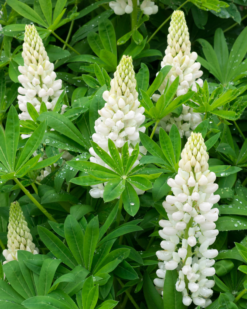Mehrere elegante, cremeweiße Blütenkerzen der Lupine (Lupinus polyphyllus Hybride ‘Fräulein’) blühend im Gartenbeet.