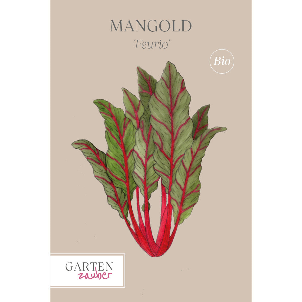 Mangold 'Feurio' Saatgut online kaufen