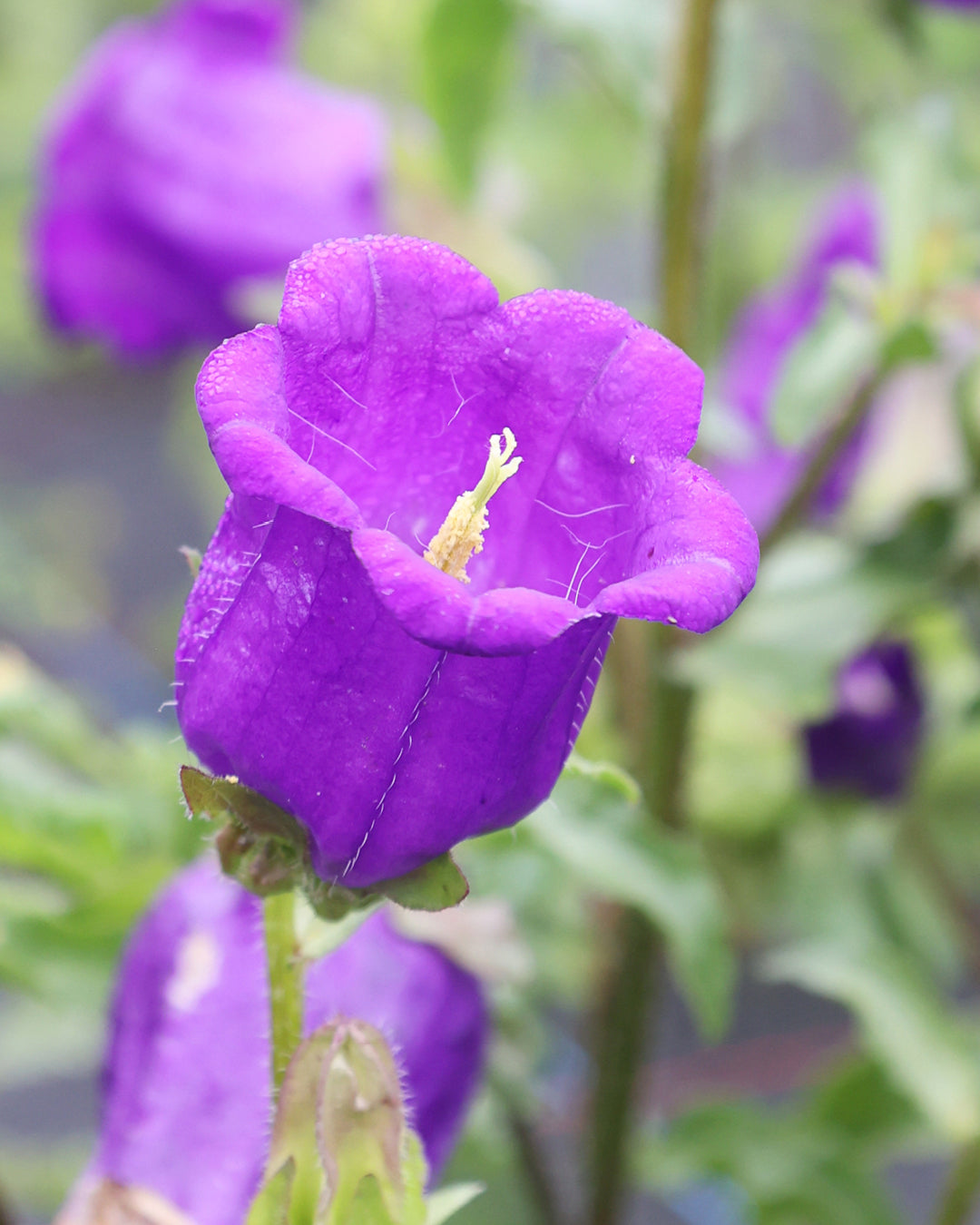 Bluehende Marien-Glockenblume - Campanula medium 'Champion Blue' aus der Gartenzauber-Saatgutserie