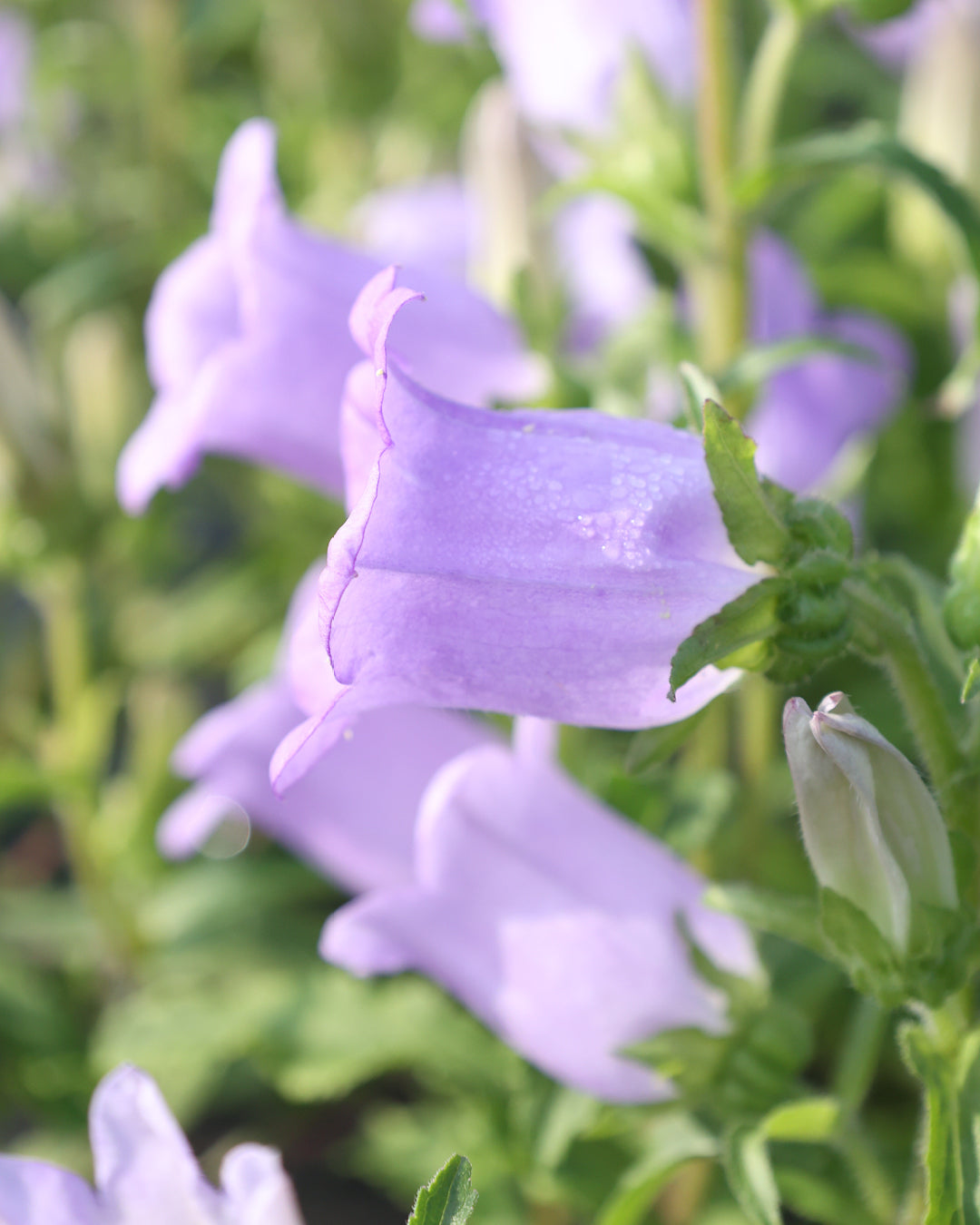 Bluehende Pflanze Marien-Glockenblumen 'Champion Lavender' Campanula medium aus der Gartenzauber-Saatgutserie