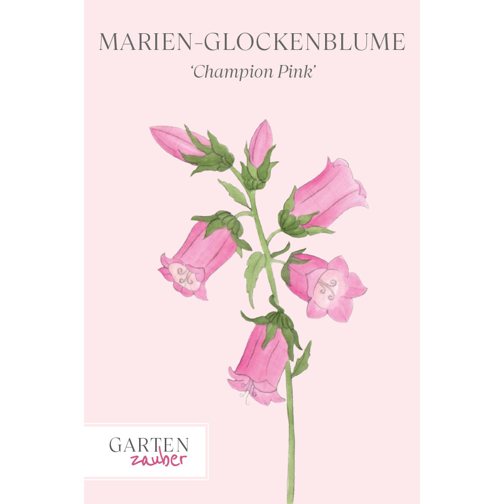 Marien-Glockenblume 'Champion Pink' Saatgut – Sommerblume