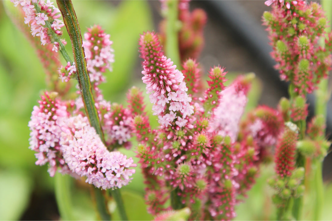 Detailaufnahme des Meerlavendels (Limonium suworowii 'Pink Pokers') mit dichten, rosafarbenen Blütenähren – elegante, trockenheitsverträgliche Schnittblume und Insektenmagnet.