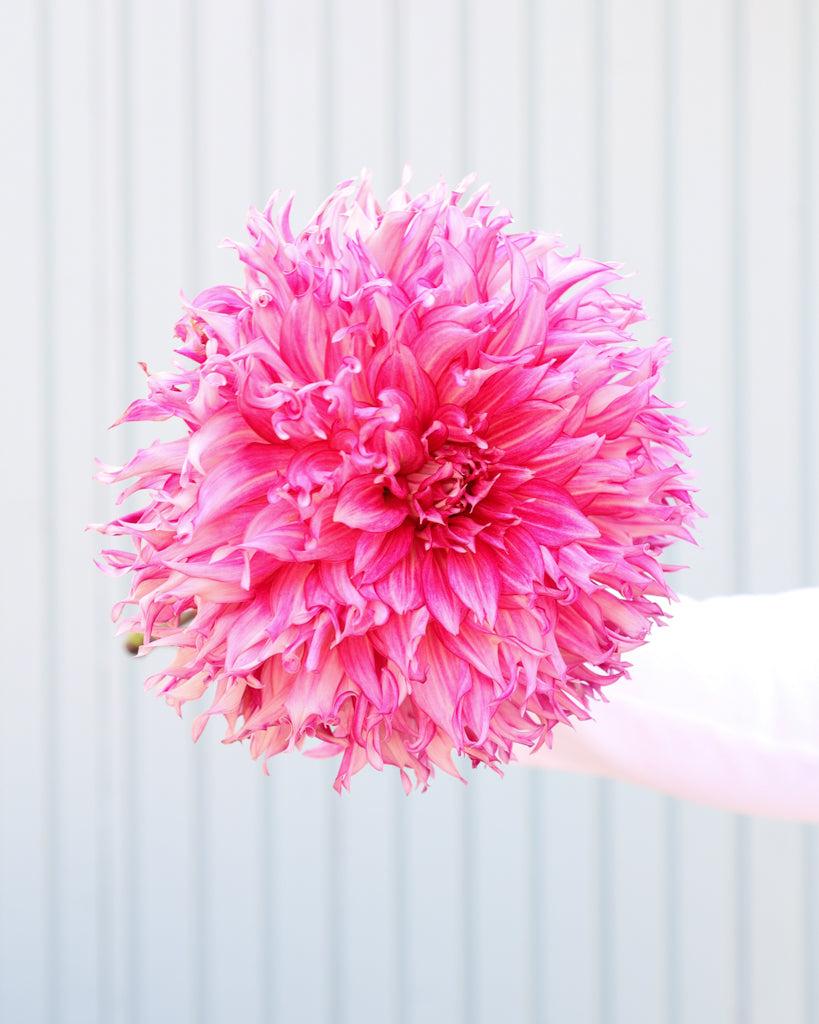 Eine Dahlienbluete der Sorte Millenium vor einem hellblauen Hintergrund.