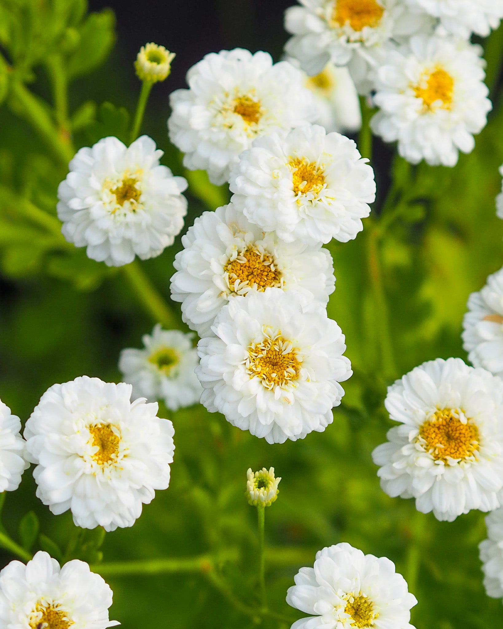 Weiße Blüten des Mutterkrauts ‚Tetra White‘ mit gelber Mitte, filigran und leicht verzweigt.