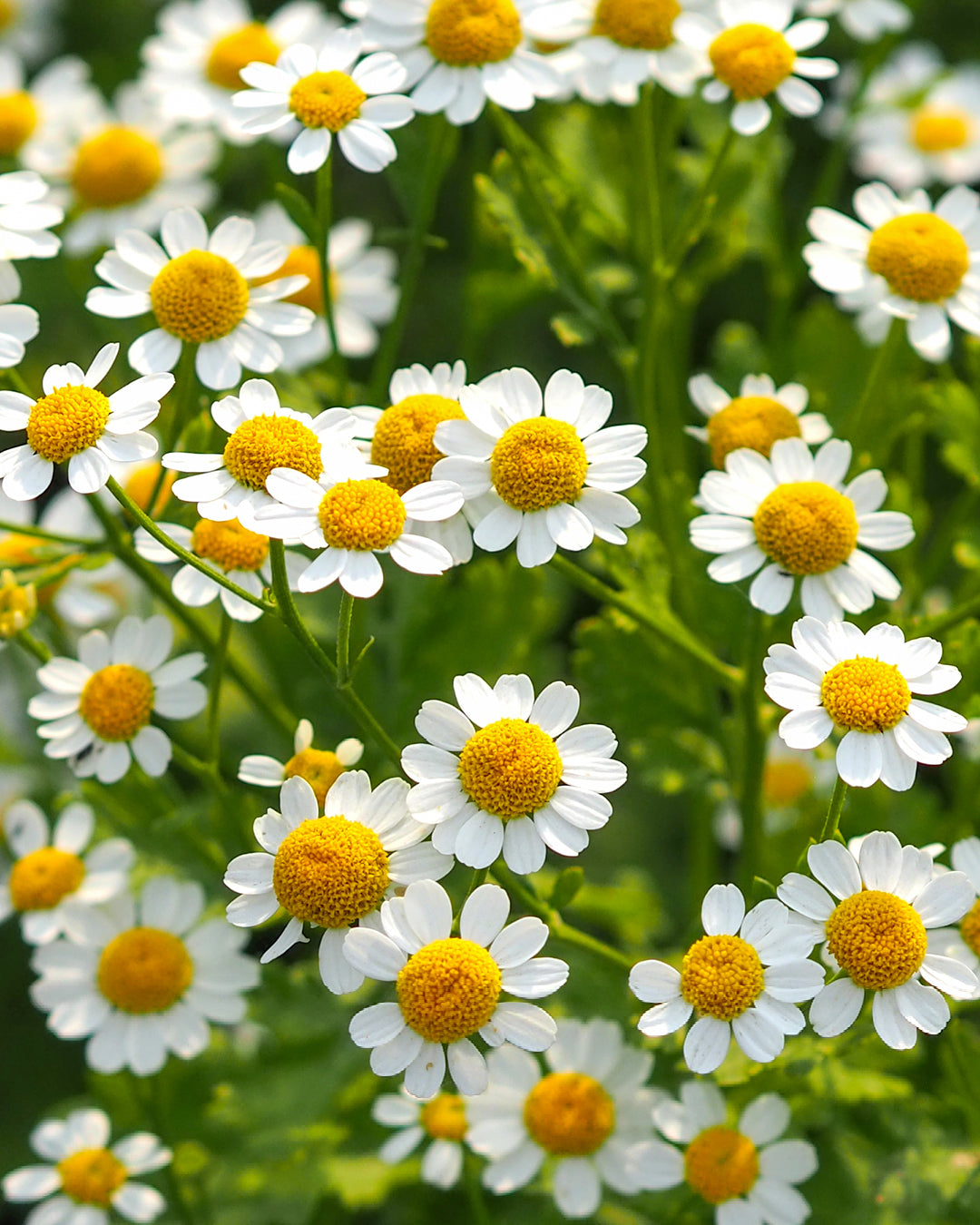 Bluehende Pflanze Mutterkraut - Chrysanthemum parthenium `Vegmo Single` aus der Gartenzauber-Saatgutserie
