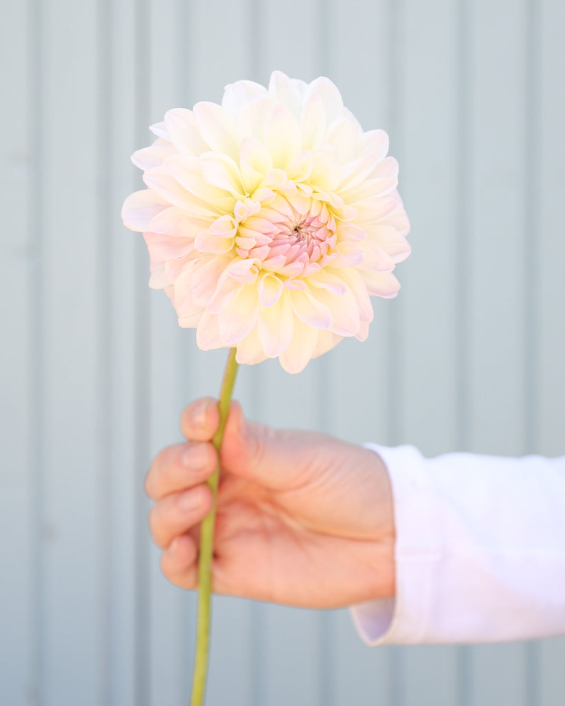 Eine Dahlienbluete der Sorte Narrows Ryder vor einem hellblauen Hintergrund.