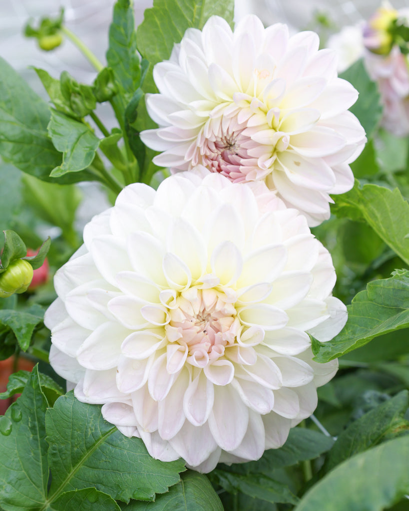 Eine Dahlienbluete der Sorte Narrows Ryder im Beet.