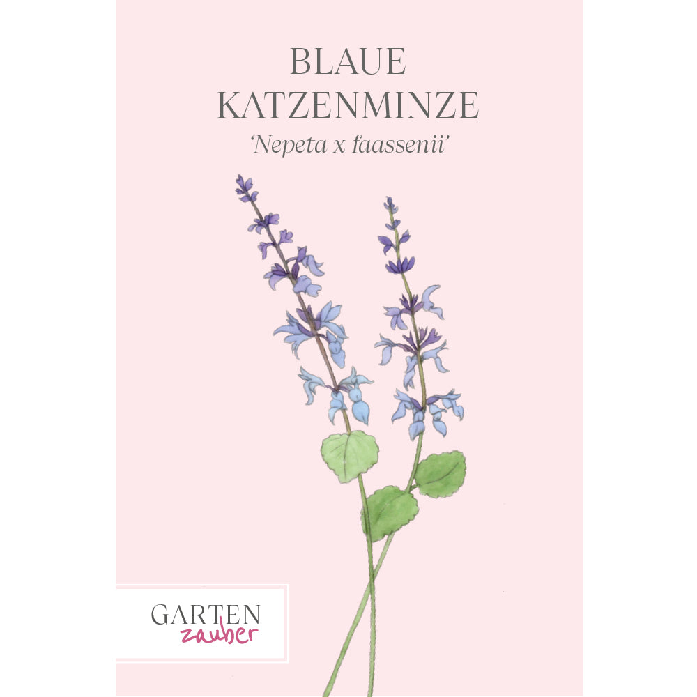 Blaue Katzenminze Saatgut – Lavendelblaue Sommerblume