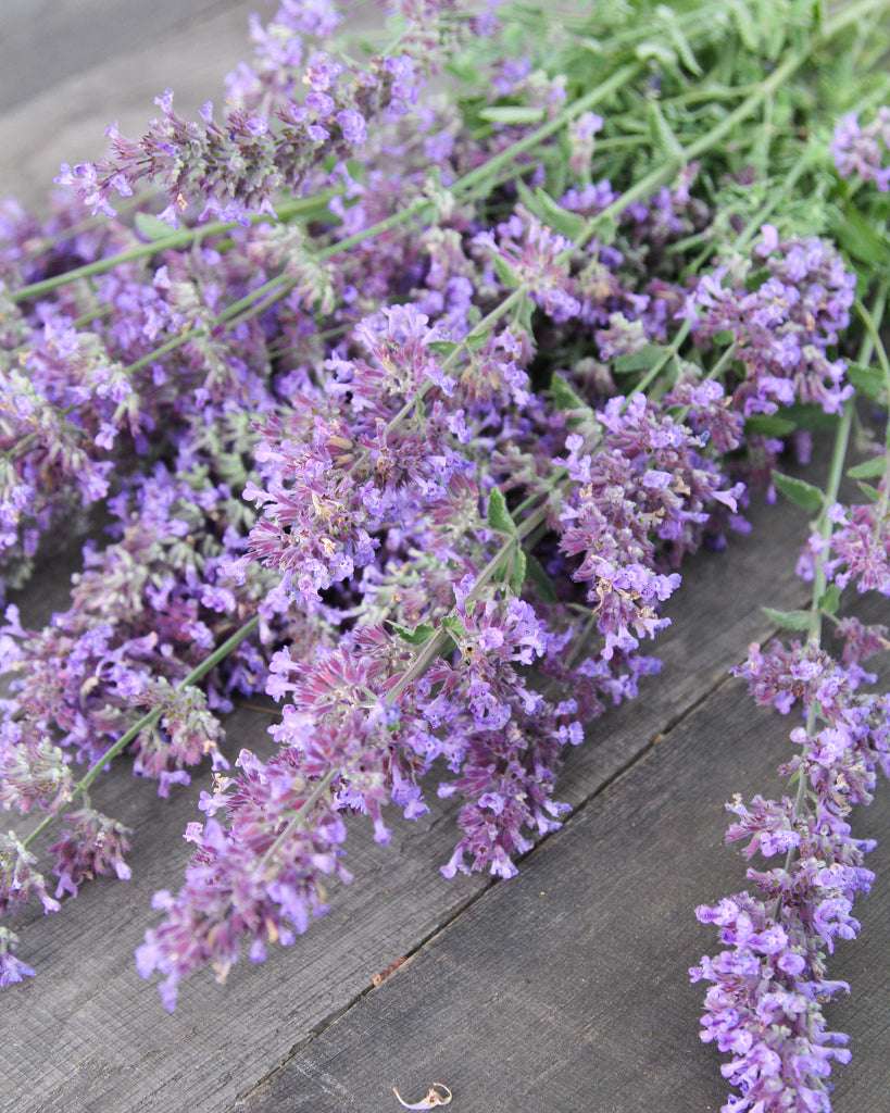 Blaue Katzenminze Saatgut – Lavendelblaue Sommerblume