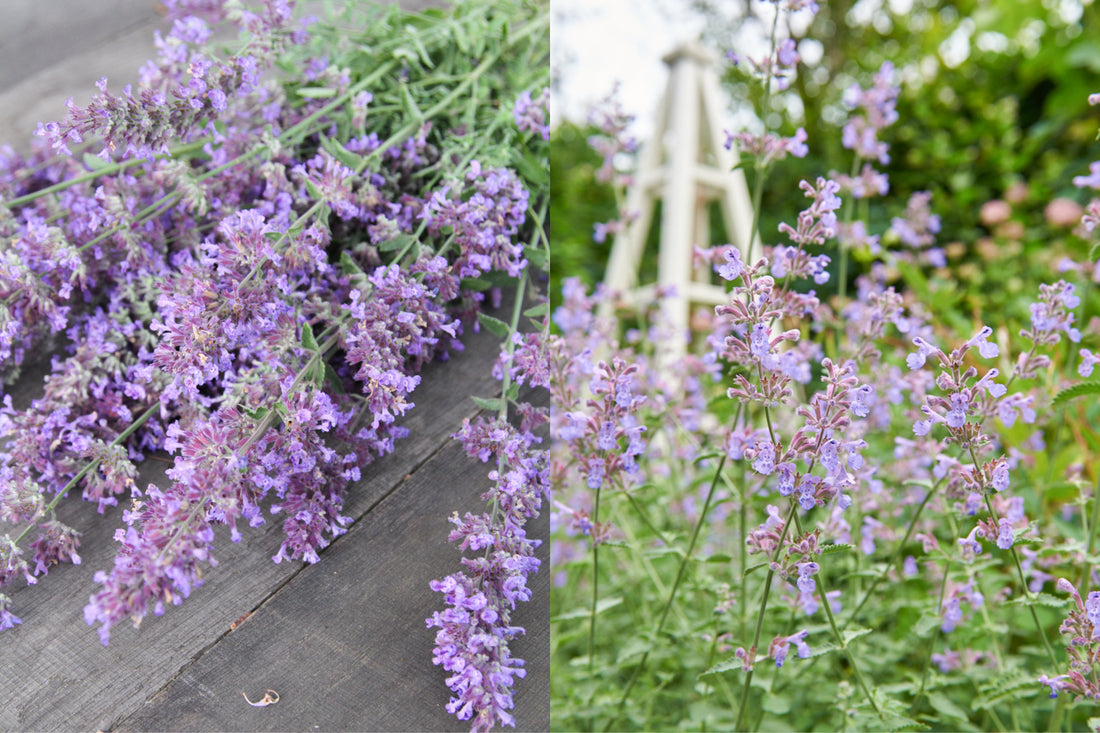 Blaue Katzenminze (Nepeta × faassenii) – zarte Blütenähren als Bienenpflanze und Staudenbegleiter im naturnahen Garten.