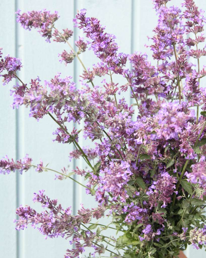 Nepeta × faassenii aus der Gartenzauber-Saatgutserie