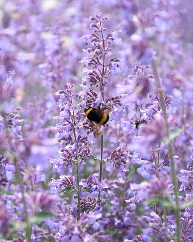 lavender catnip plant Buy Blue Catnip