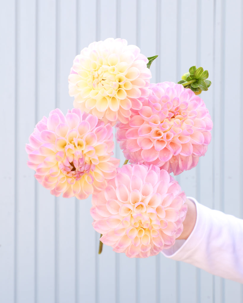 EIn Dahlienstrauß mit Blüten der Sorte Odyssey vor einem hellblauen Hintergrund.