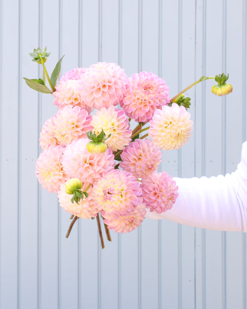 EIn Dahlienstrauß mit Blüten der Sorte Odyssey vor einem hellblauen Hintergrund.