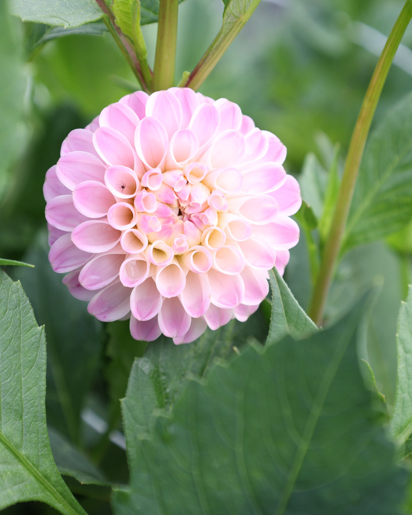 EIn Dahlienblüte der Sorte Odyssey im Beet.