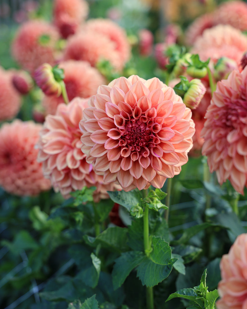 Eine Dahlienblueten der Sorte Orange Globe im Beet.