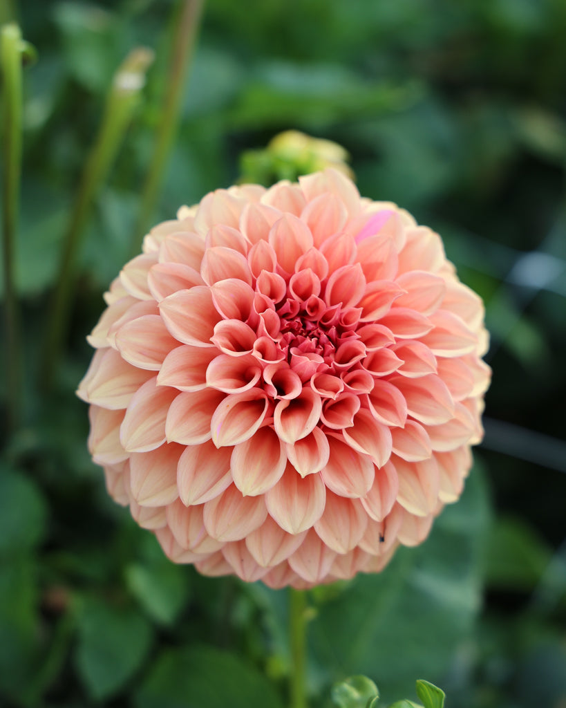 Eine Dahlienbluete der Sorte Orange Globe im Beet.