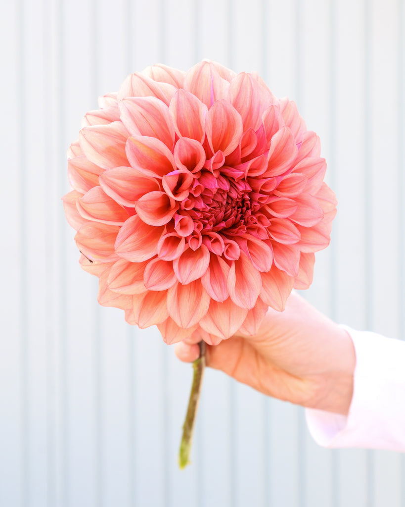 Eine Dahlienbluete der Sorte Orange Globe vor einem hellblauen HIntergrund.